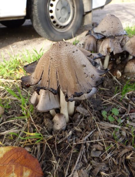 Coprinopsis atramentaria on birch cherry in Basildon, UK.